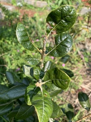 Feijoa sellowiana