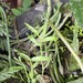 Lobelia chinensis 3