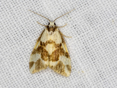 Thallarcha staurocola