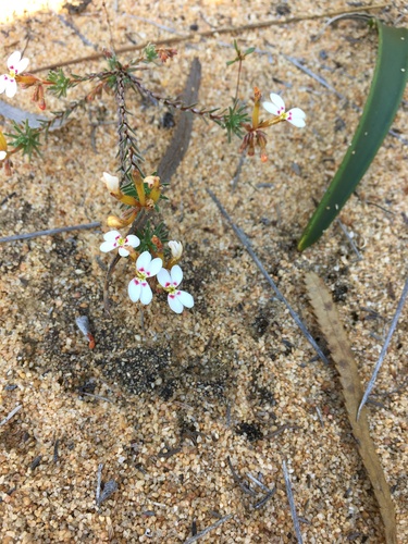 Trigger-on-stilts (Stylidium adpressum)