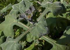 Polymnia sonchifolia