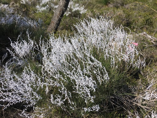 Conospermum stoechadis, photograph 1