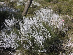 Conospermum stoechadis, photograph (c) smathichong, some rights reserved (CC BY)