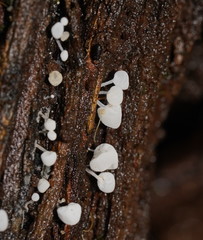 Physalacria australiensis