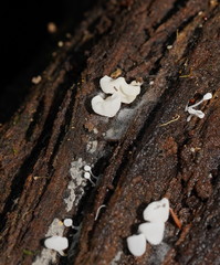 Physalacria australiensis