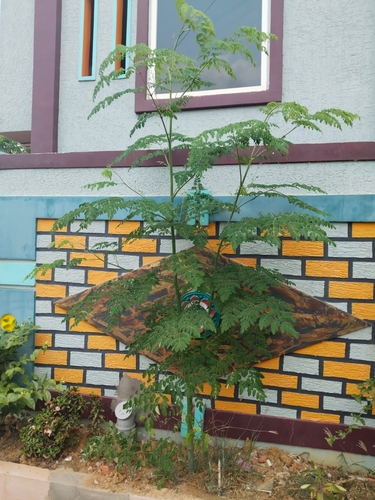 Moringa tree