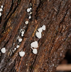 Physalacria australiensis