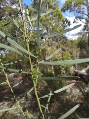 Acacia suaveolens