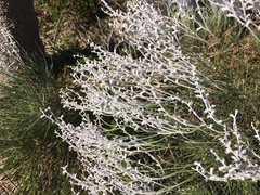 Conospermum stoechadis