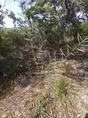 Acacia suaveolens