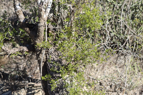 Operculicarya pachypus