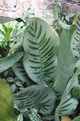Goeppertia kegeljanii