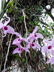 Dendrobium