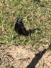 Sturnus vulgaris