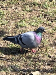 Columba livia domestica
