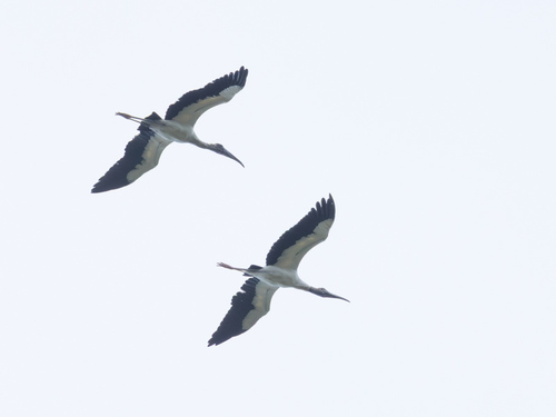 Wood Stork