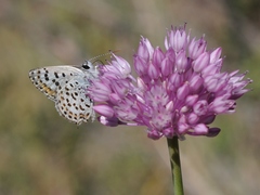 Athamanthia dimorpha