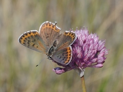 Athamanthia dimorpha
