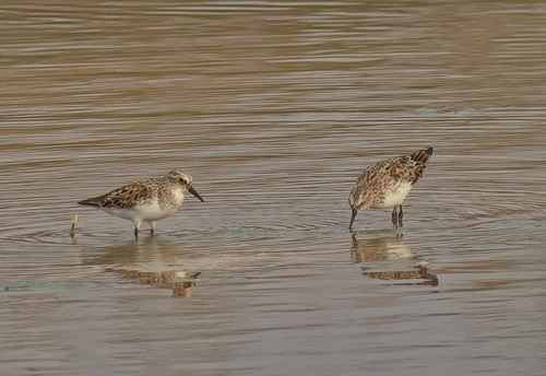 Little Stint