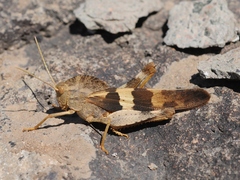 Pyrgodera armata