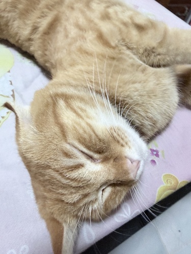 Domestic Cat