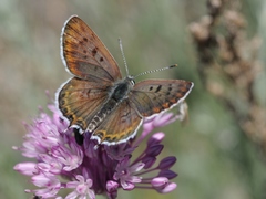 Athamanthia dimorpha