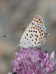 Athamanthia dimorpha