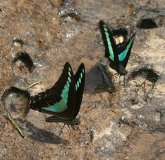 Graphium sarpedon sarpedon
