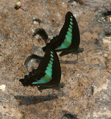 Graphium sarpedon sarpedon