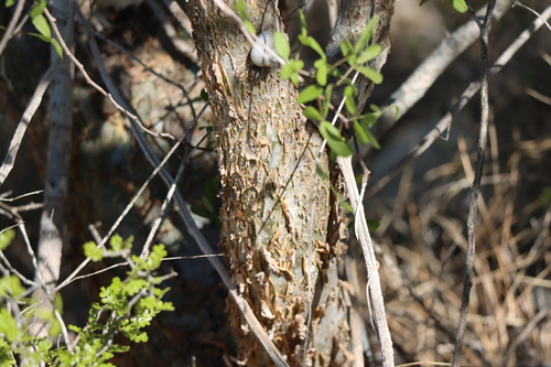 Commiphora humbertii