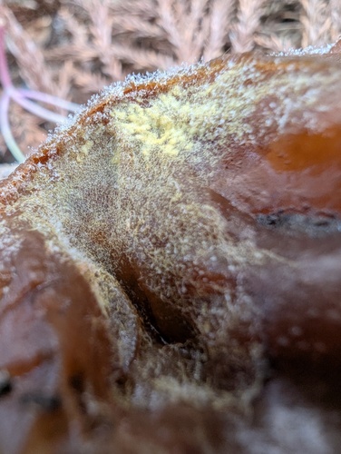 Hypomyces auriculariicola