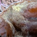 Hypomyces auriculariicola