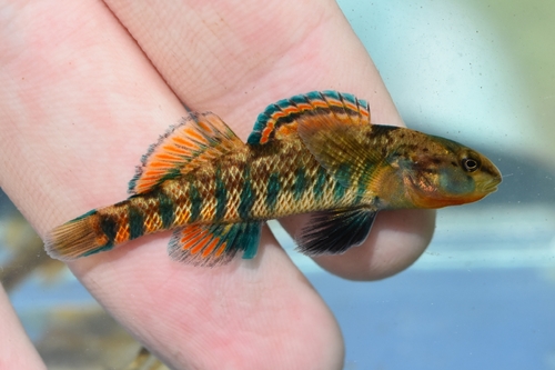 Rainbow Darter, photo 10 of 10