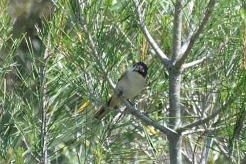 Curruca mirlona occidental (Curruca hortensis)