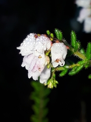 Orophanes