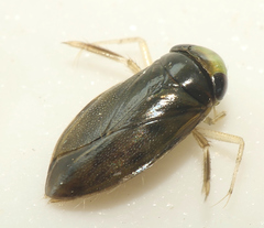 Micronectidae
