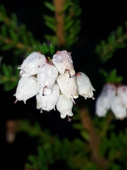 Orophanes