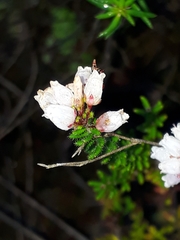 Orophanes