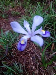 Iris speculatrix