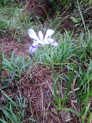Iris speculatrix