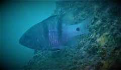 Apogonichthyoides pseudotaeniatus