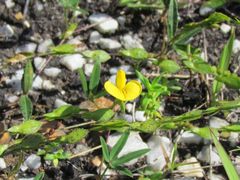 Zornia capensis capensis