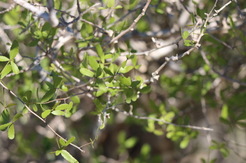 Commiphora humbertii