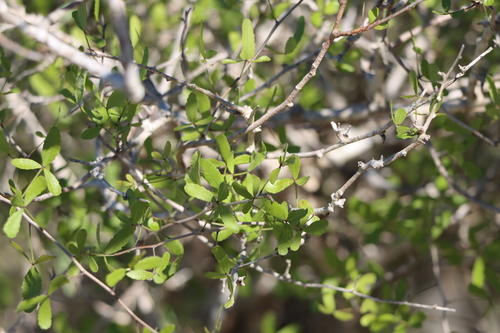 Commiphora humbertii