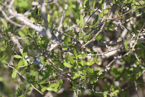 Commiphora humbertii