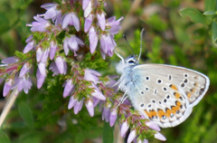 Plebejus idas