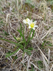 Nothoscordum bivalve