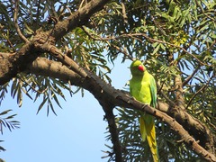 Psittacula krameri