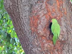 Psittacula krameri