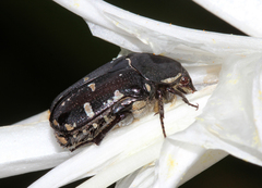 Gametis versicolor